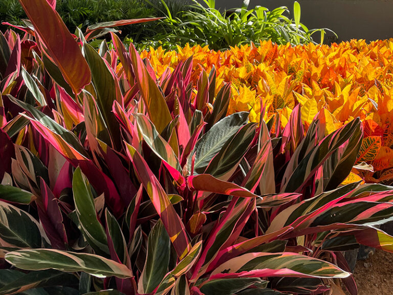 Alameda Plantas