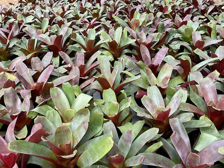Alameda Plantas