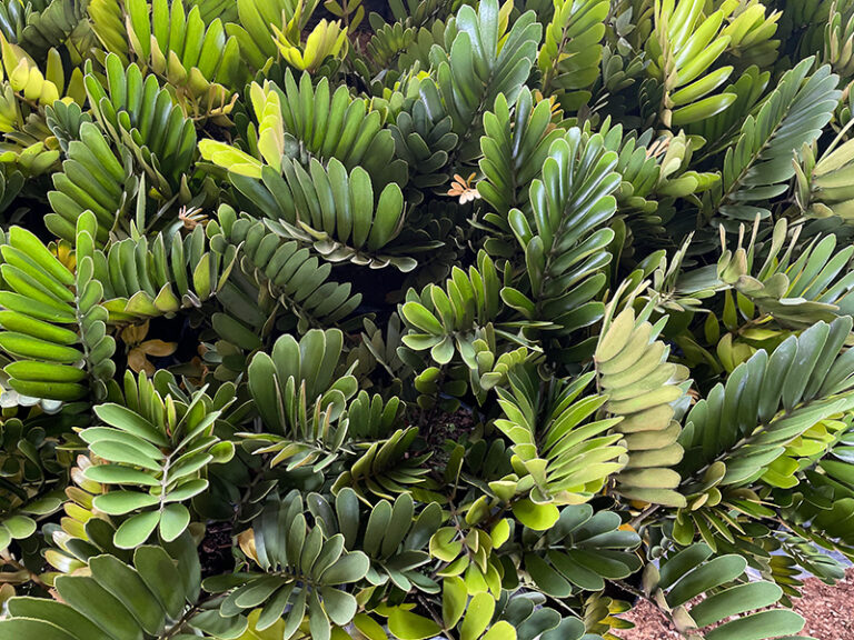 Alameda Plantas