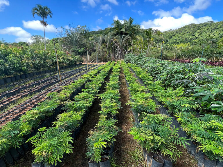 Alameda Plantas