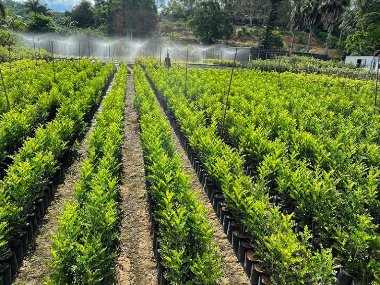 Alameda Plantas